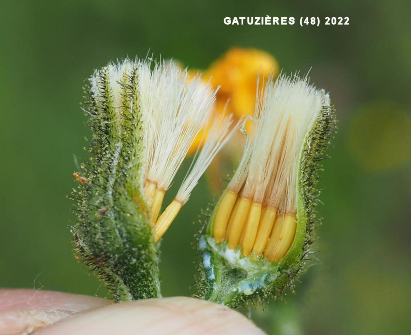 Hawkweed, Cvenol fruit